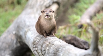 Día Mundial de la Nutria – nutria – Perú – noticias- 27 mayo