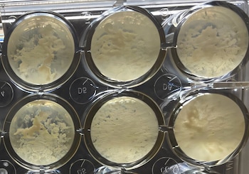 La bacteria Tersicoccus phoenicis desafía