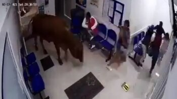 En video: una vaca causó