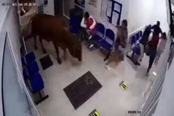 Vaca atemoriza a ciudadanos en