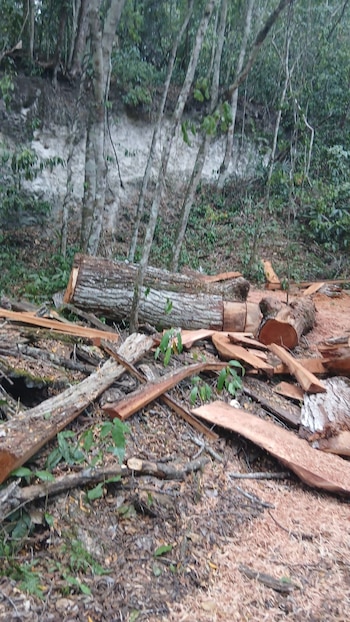 Guardaparques del Parque Nacional Tikal denunciaron la tala no explicada de árboles sanos dentro del área protegida de Guatemala.