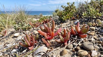 Plantas suculentas rojas y verdes sobre un suelo arenoso con piedras y vegetación seca, con el mar al fondo bajo un cielo despejado.