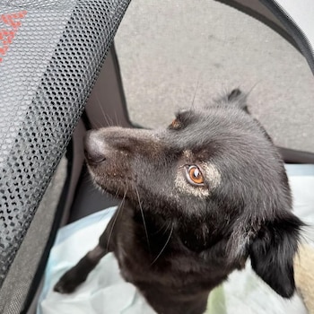 No tiene ninguna limitación y