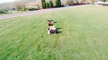 Miles de seguidores apoyan la