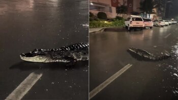 Un yacaré fue avistado en