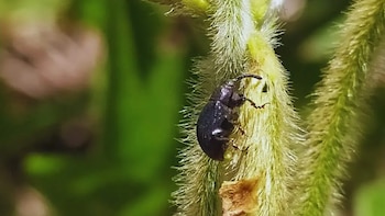 El picudo negro avanza y