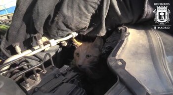 Gato atrapado en el motor