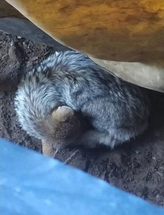 La organización confirmó que el zorro encontrado en Pinamar estaba sano, atento, activo y con perfecta movilidad antes de liberarlo en su hábitat natural