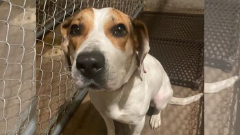 La canina se encuentra en