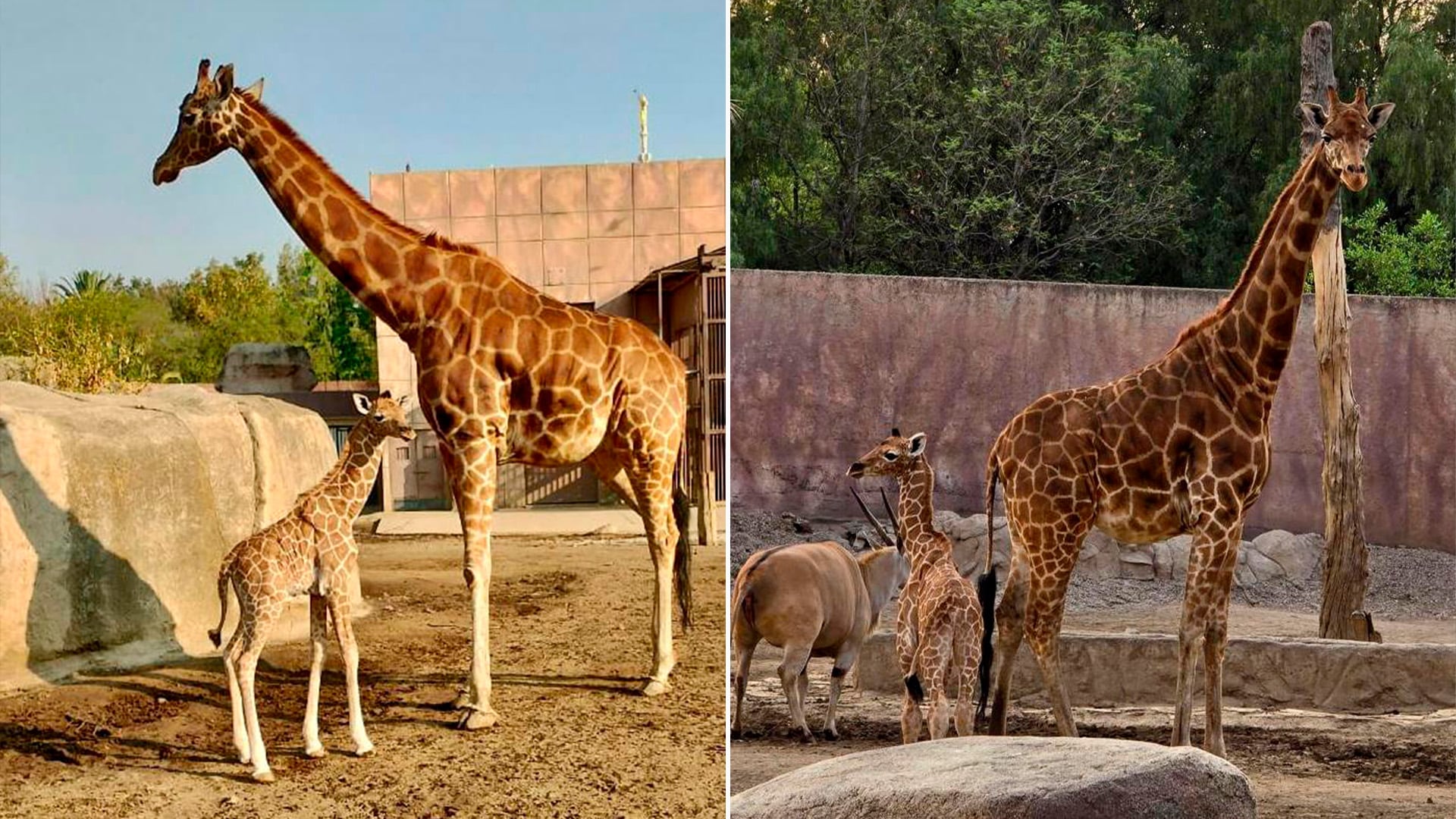 La dependencia sostiene que la información sobre defunciones fue presentada de forma parcial, sin considerar factores biológicos y veterinarios esenciales en el manejo de fauna silvestre. Crédito: SEDEMA