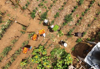 La Asociación Agropecuaria Nueva Esperanza se beneficia con 21 sistemas de riego que optimizan el uso del agua ante la variabilidad climática./(FAO El Salvador)