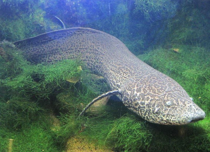 La Formación Gogo conserva fósiles tridimensionales de peces de hace 380 millones de años, permitiendo análisis detallados de su anatomía (Archivo)