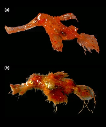 Solenostomus snuffleupagus, freshly collected: (a) holotype, female, AMS I.33751–047, 33.6 mm SL; (b) paratype, male.