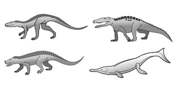 07/01/2021 Los cocodrilos han tenido