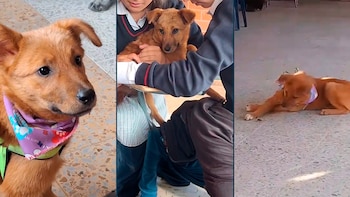 Su presencia en la escuela