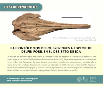 Un cráneo de delfín fósil de color marrón claro sobre un fondo blanco, con una escala métrica negra y texto identificativo