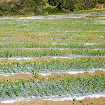 O fenómeno El Niño agravou a seca em Guanacaste e a falta de chuvas já está a afectar pastagens, culturas e fontes de água. (Foto cortesia do Ministério da Agricultura e Pecuária)