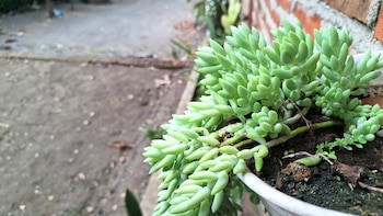 Cómo cultivar la Cola de