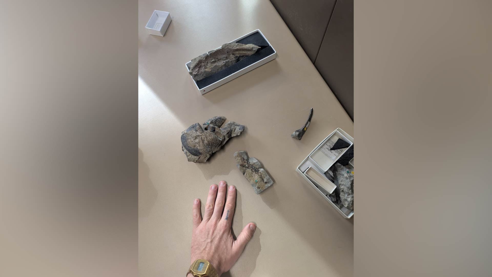 La investigación publicada en Palaeontology reunió fósiles de distintos museos y usó tomografía computada para resolver la clasificación de Praearcturus gigas (Natural History Museum)
