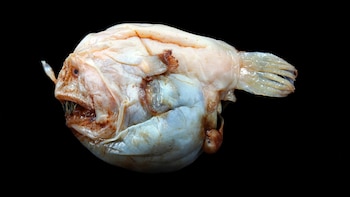 Las hembras de los peces rape evolucionaron para tenerlo todo