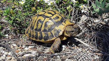 Los investigadores aseguran que estas