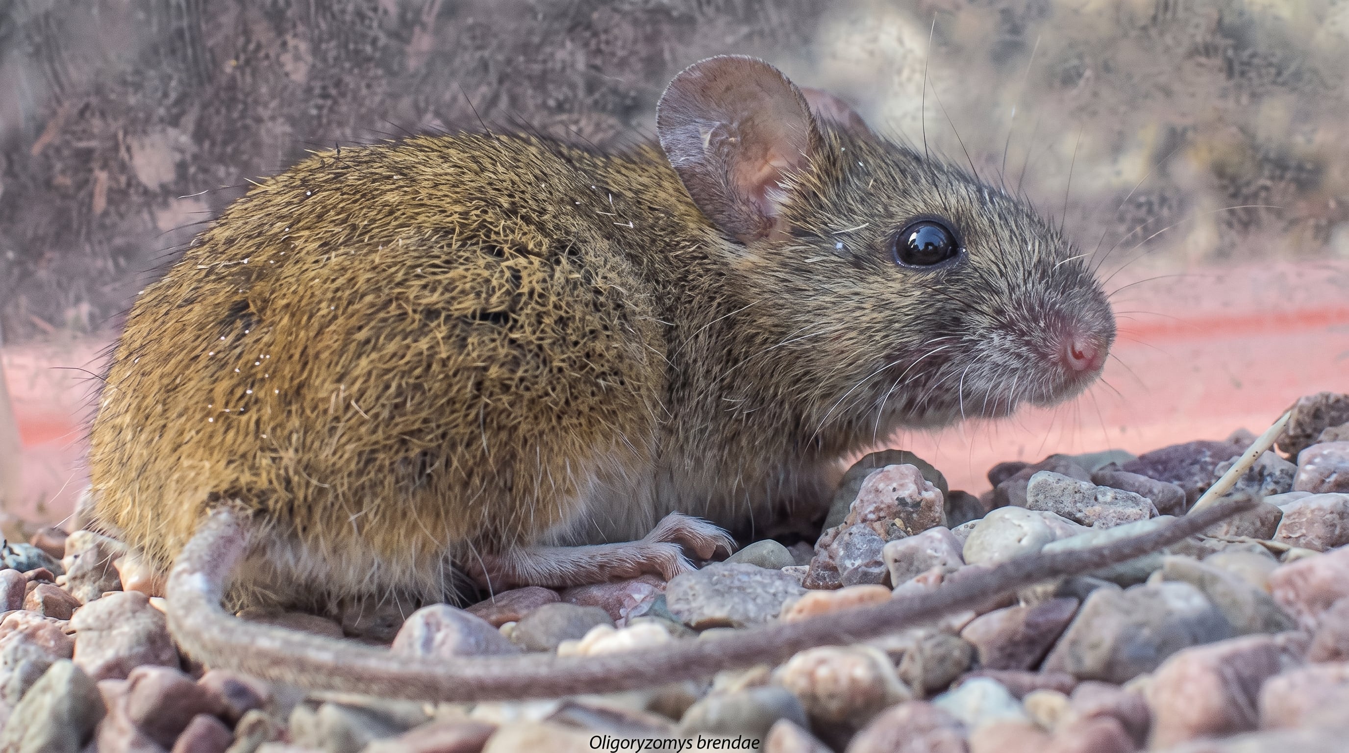 Los animales positivos pertenecen a la especie Oligoryzomys brendae, conocida como ratón de cola larga silvestre, y no son roedores domésticos ni urbanos (Imagen Ilustrativa Infobae)