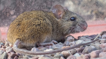 Un roedor pequeño de pelaje pardo se ubica sobre piedras con el texto Oligoryzomys brendae escrito en la parte inferior.