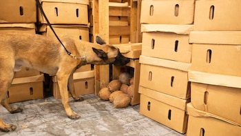 República Dominicana: Encuentran presunta cocaína camuflada en cajas de cocos para exportación