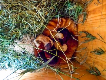 El Zoológico de Santa Bárbara confirma la muerte de dos pandas rojos