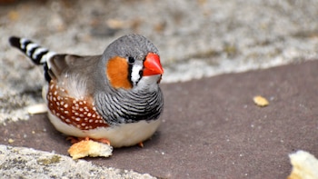 Cómo algunas aves perfecciónan su