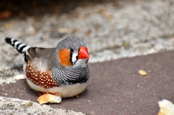 La investigación utilizó el canto