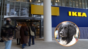 En las tiendas de IKEA de algunos países, los perros pueden entrar y circular por el edificio, pero con algunas restricciones (Montaje Infobae España con imágenes de Tom Little/REUTERS y Wikimedia Commons)