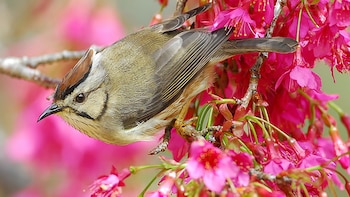 Descubren un inesperado mecanismo en
