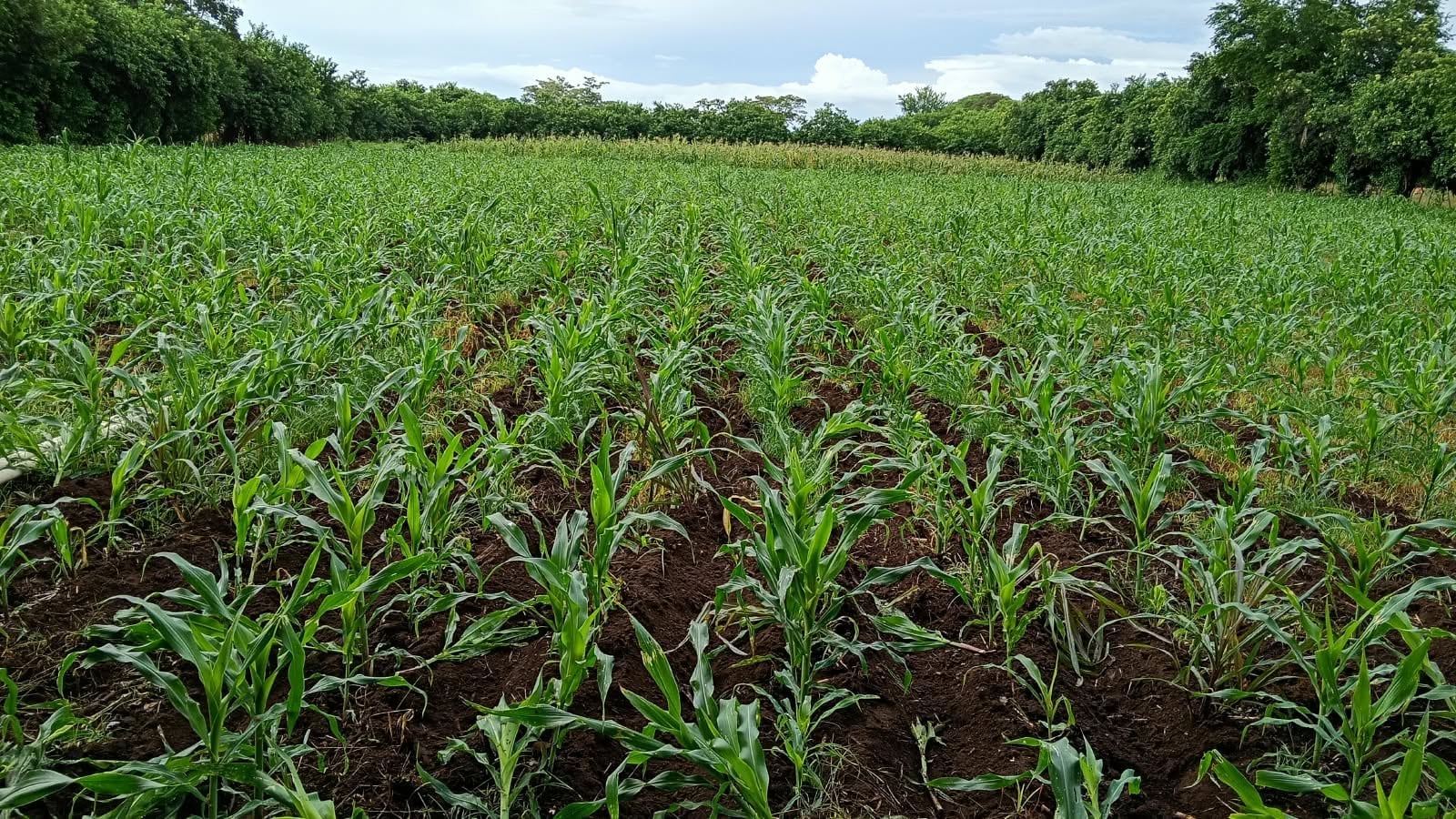 Más de 240 milímetros de diferencia entre comunidades: lo que reveló el monitoreo climático de septiembre en El Salvador