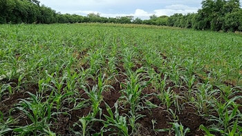 (Foto cortesía Manos que Alimentan El Salvador)