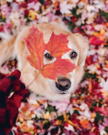 Ally la menor de las