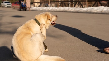 Un perro se rasca detrás de la oreja