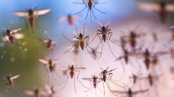 fumigación, crías de mosquitos, ronchas,