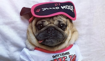 Los influencers caninos, o dogfluencers,