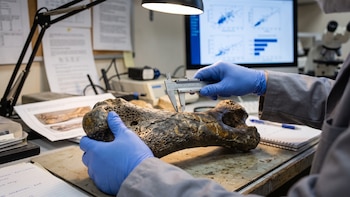 Cómo se diversificaron los dinosaurios después de la extinción ocurrida hace 252 millones de años