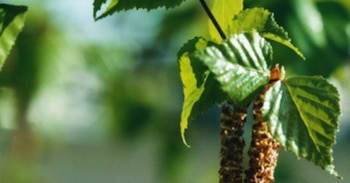 (foto: @VibrioVibrensis/Twitter)