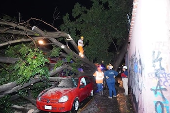 Un árbol cayó sobre un