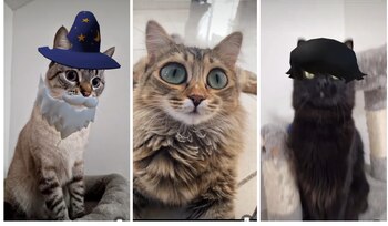 Los filtros de mascotas tiene