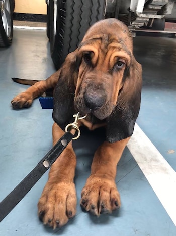 Asia, una Bloodhound entrenada para