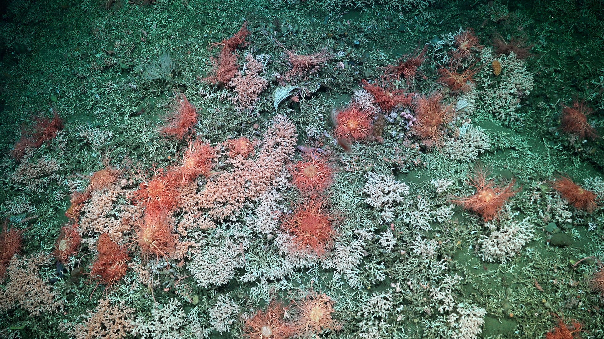 Los investigadores advirtieron que la basura en el mar profundo puede enredar organismos, alterar el hábitat y generar microplásticos/ ROV SuBastian / Schmidt Ocean Institute