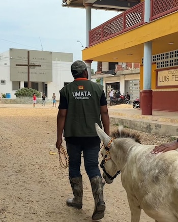 El destino final de Apolo será su inclusión en un programa de adopción responsable, tras completar su proceso de recuperación integral - crédito Alcaldía de Cartagena