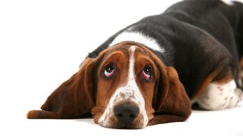 Se recomienda estimular la musculatura