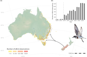 Mapa de Australia y Nueva Zelanda con marcas de avistamientos, un gráfico de barras con datos de 2010 a 2024 y una ave en vuelo