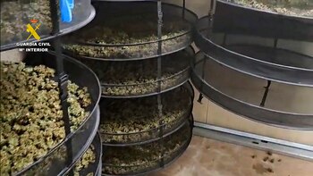 Secaderos de cogollos de marihuana