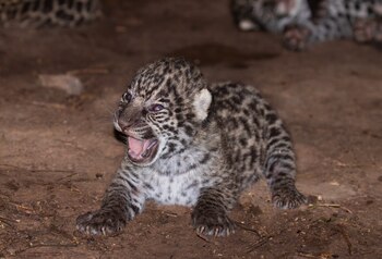 Una de las nuevas crías